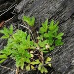 Ligusticum scothicum Hostoa