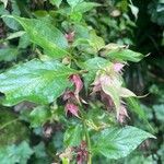 Leycesteria formosa Листок