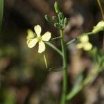 Brassica barrelieri Flower