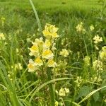 Linaria vulgarisFleur