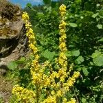 Verbascum lychnitisBlüte