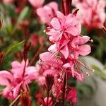 Gaura lindheimeri Habitus