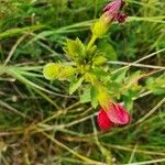 Hibiscus aponeurus Otro
