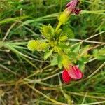 Hibiscus aponeurus Other