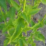 Agastache rugosa برگ