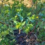 Euphorbia terracina ᱵᱟᱦᱟ