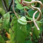 Tropaeolum minus Žiedas