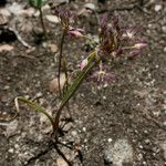 Allium campanulatum Flor