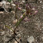 Allium campanulatum Kvet