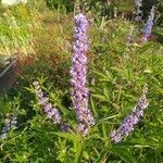 Vitex agnus-castus Blüte