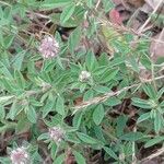 Trifolium arvense ശീലം