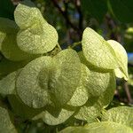 Ptelea trifoliata Fruit