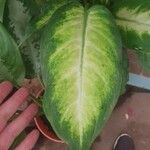 Dieffenbachia seguine (Jacq.) SchottLeaf