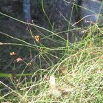 Empodisma minus Flor