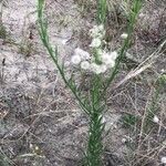 Erigeron bonariensis عادت