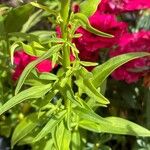 Antirrhinum latifolium Hoja