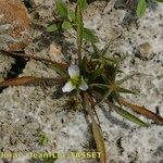 Damasonium polyspermum Elinympäristö