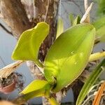 Cattleya wittigiana ഇല