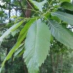 Castanea crenata 葉