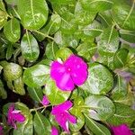 Catharanthus roseusLorea