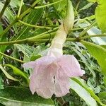 Tabebuia pallida Blüte