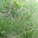 Nardus stricta 整株植物