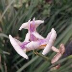 Dietes iridioides Flor