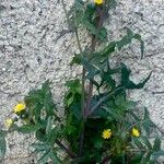 Sonchus oleraceus Žiedas