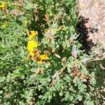 Cytisus decumbens Flor
