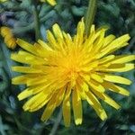 Crepis conyzifolia Flor