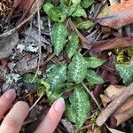 Goodyera oblongifolia Leaf