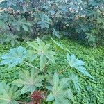 Ricinus communis Листок