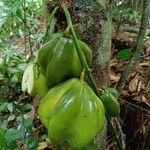 Chytranthus talbotiiFruit