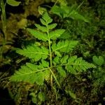 Botrychium virginianum 葉