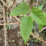 Mucuna sloanei Leaf