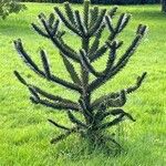 Araucaria angustifolia Hoja