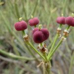 Euphorbia lamarckii Плід
