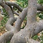 Ficus salicifolia Casca