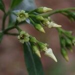 Voacanga africana Blomma