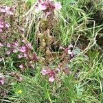 Pedicularis palustris Flower