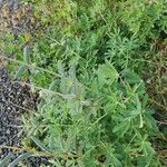 Lupinus nootkatensis List