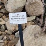 Pilosocereus leucocephalus Іншае