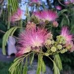 Albizia julibrissin花