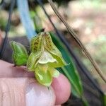 Polystachya galeata Flower