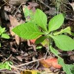 Rhododendron canescens List