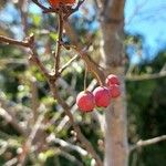 Crataegus rhipidophylla Fruto