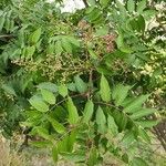 Toxicodendron succedaneum Gyümölcs