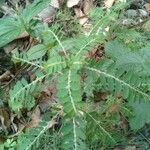 Phyllanthus urinaria 葉