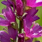 Sidalcea oregana 花
