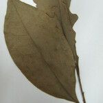 Aniba citrifolia Yaprak